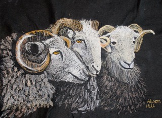 Herdwicks